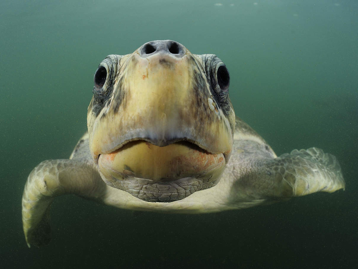 Bastardschildkröte im Pazifik © naturepl.com / Solvin Zankle / WWF