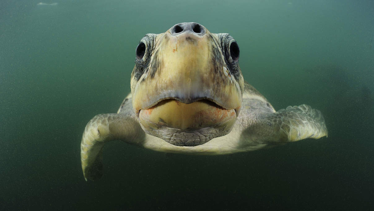 Bastardschildkröte im Pazifik © naturepl.com / Solvin Zankle / WWF