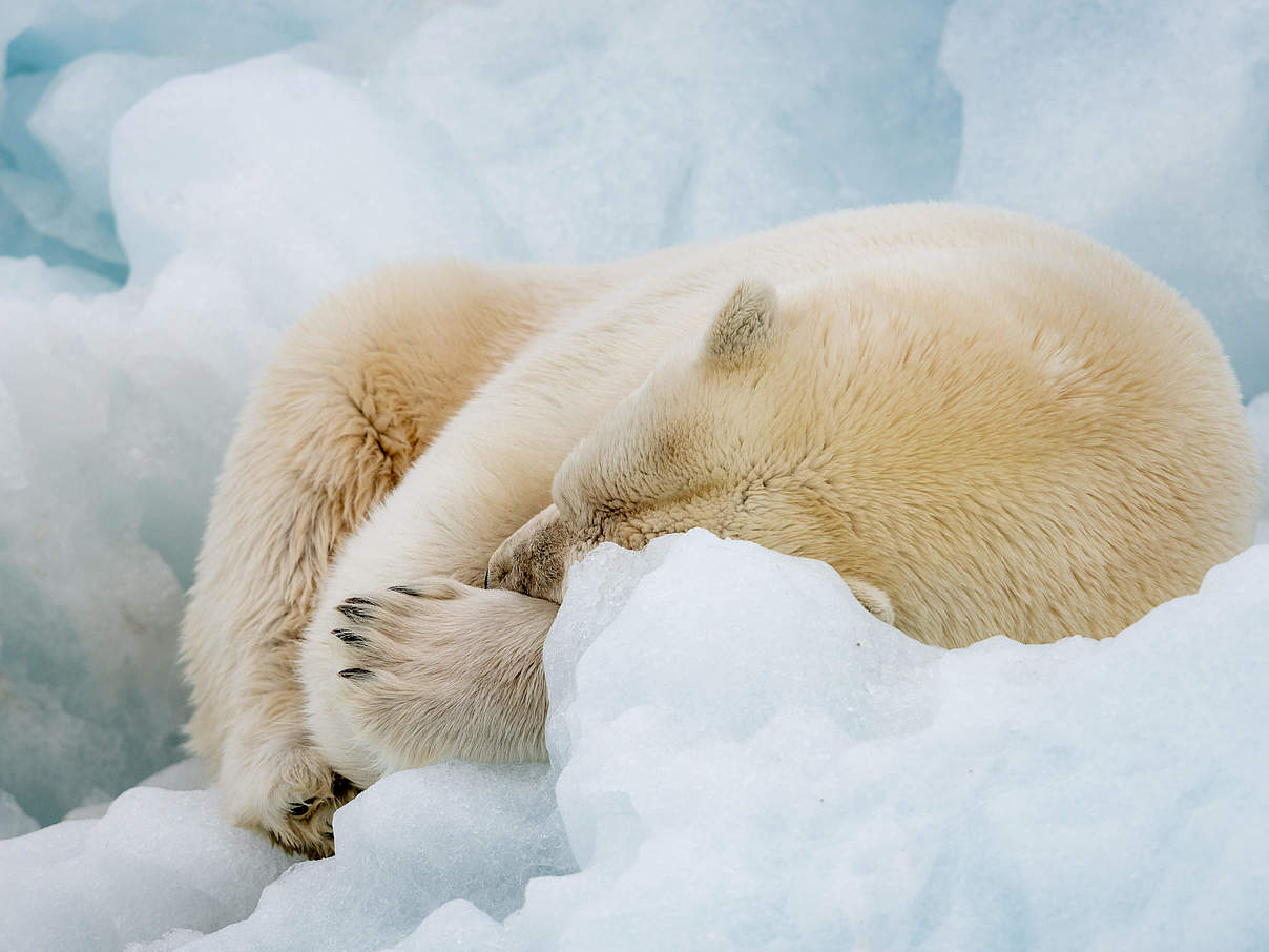 Liegender Eisbär © Richard Barrett / WWF-UK