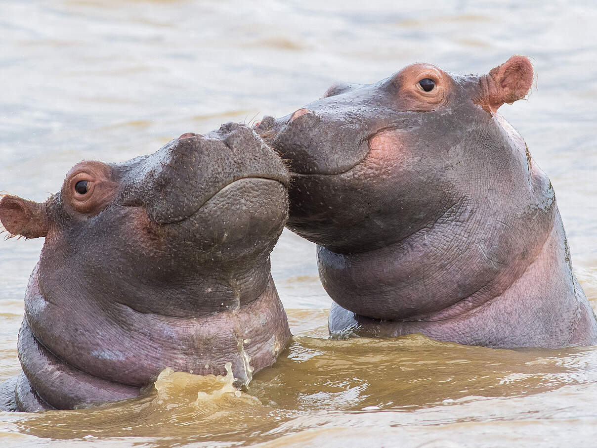 Flusspferde in Südafrika © Shutterstock / Jens Goos / WWF Sweden