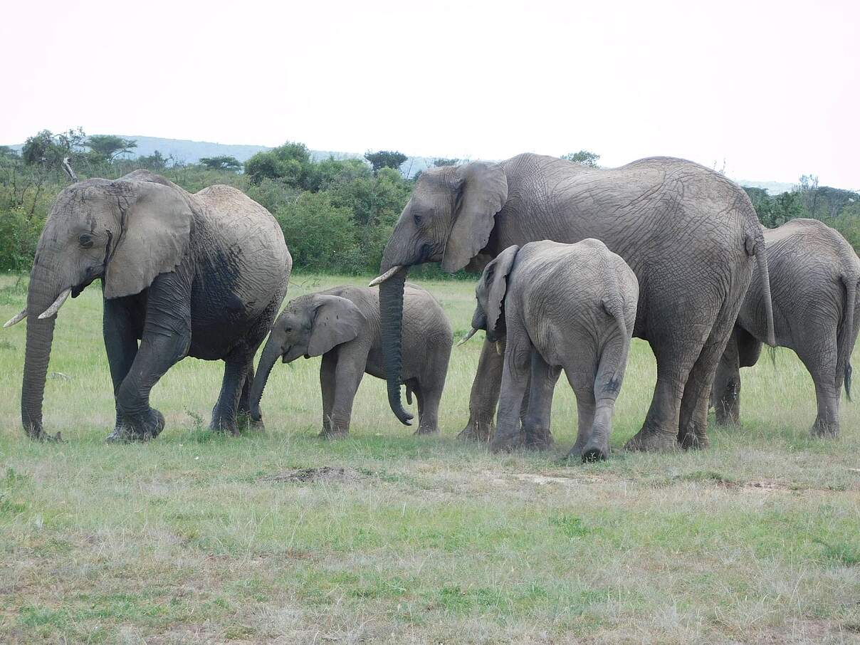 Eine kleine Gruppe Elefanten großer und kleinerer Kälber © Elephant Aware