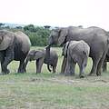 Eine kleine Gruppe Elefanten großer und kleinerer Kälber © Elephant Aware