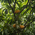 Agroforstsysteme ist für den Kakaoanbau optimal © WWF