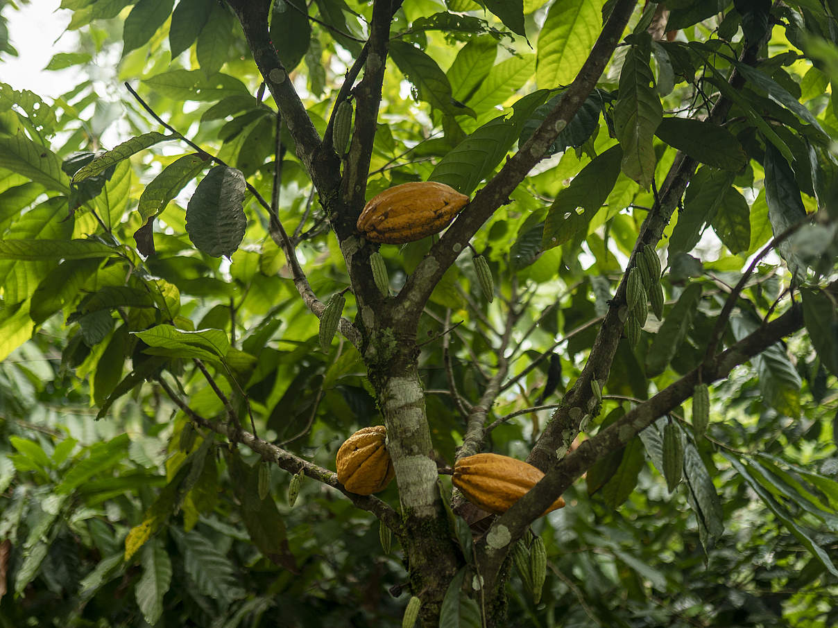 Agroforstsysteme sind für den Kakaoanbau optimal und schützen die Wälder nachhaltig. © WWF