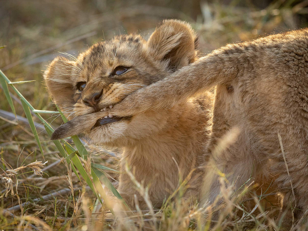 Schutz durch KI: Kleiner Löwenjunge © Stuporter Adobe Stock