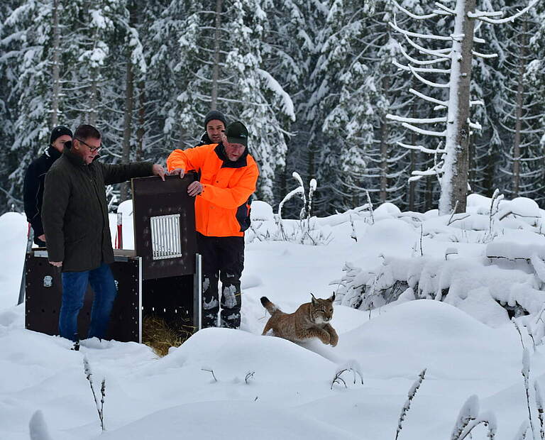 Auswilderung von Luchs in Baden-Württemberg © Moritz Klose / WWF
