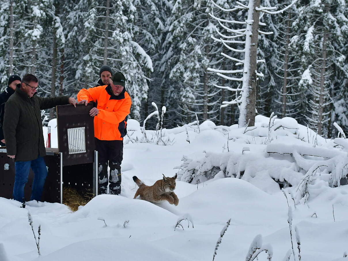 Auswilderung von Luchs in Baden-Württemberg © Moritz Klose / WWF
