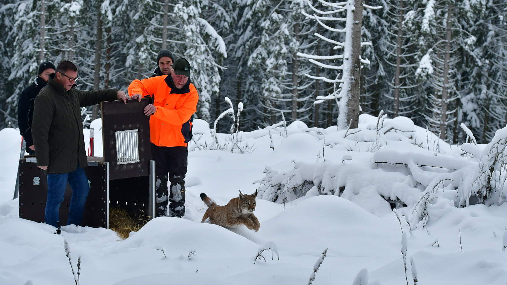 Auswilderung von Luchs in Baden-Württemberg © Moritz Klose / WWF