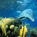 Delfin und Korallen © natureplcom / Doug Perrine / WWF