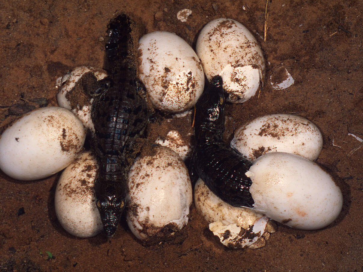 Nilkrokodile schlüpfen aus Eiern
