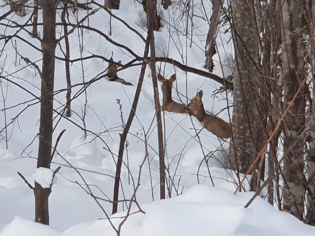 Rehe stecken im Schnee fest © Tayozhnoye Hunting Club