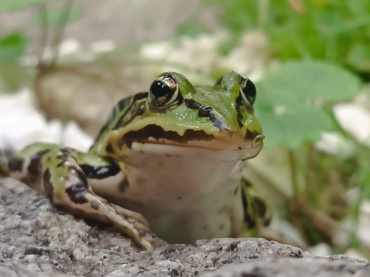 Nahaufnahme eines Wasserfroschs