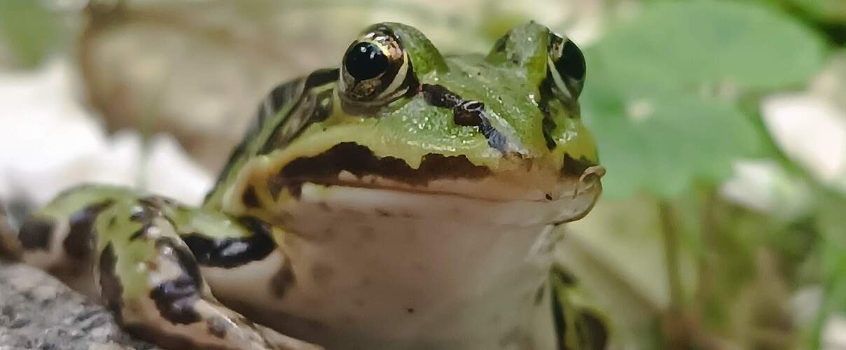 Nahaufnahme eines Wasserfroschs