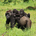 Gorillas © Ilka Petersen / WWF