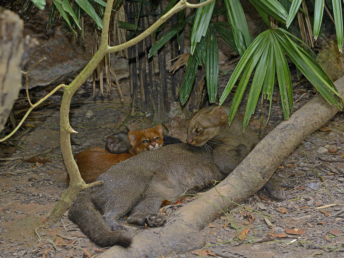 Jaguarundi