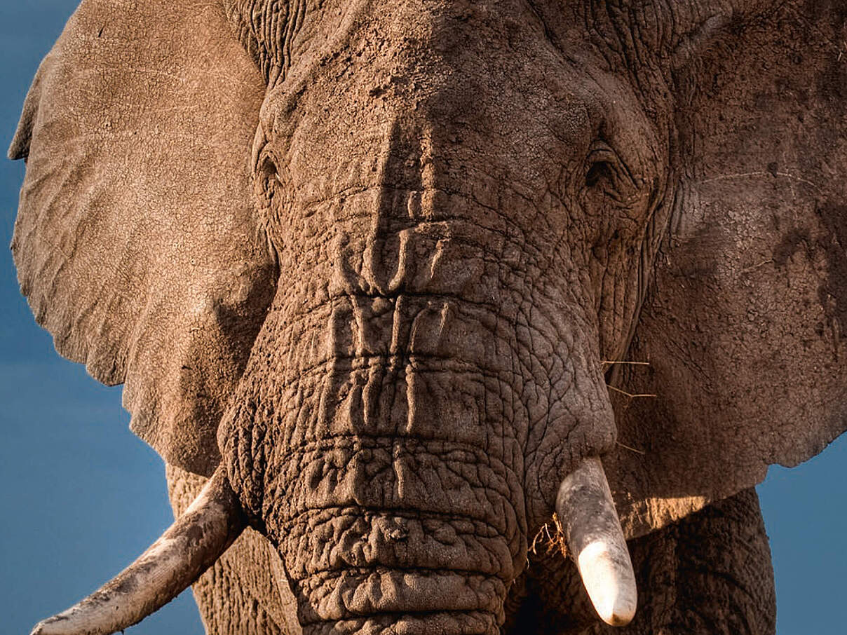 Geschenkurkunde "Elefanten" © WWF