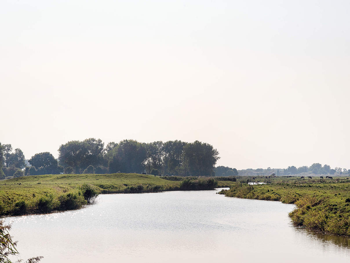 Königspriel auf Kahlesand © Claudi Nir / WWF-Deutschland