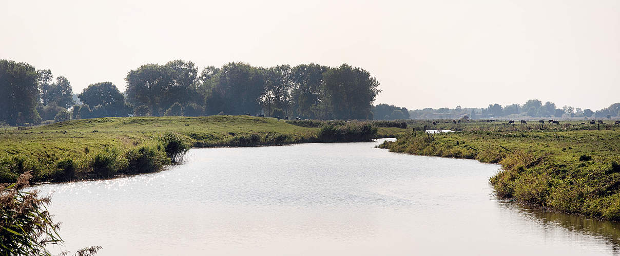 Königspriel auf Kahlesand © Claudi Nir / WWF-Deutschland