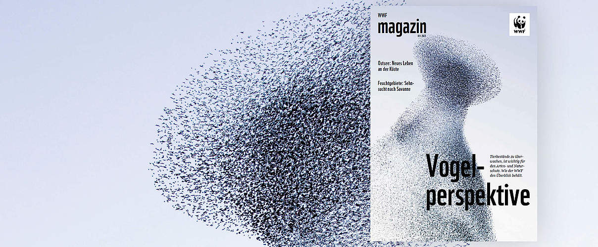 Cover des WWF Magazin 01/2021: Artenmonitoring © R. Glen/OKAPIA/ARDEA