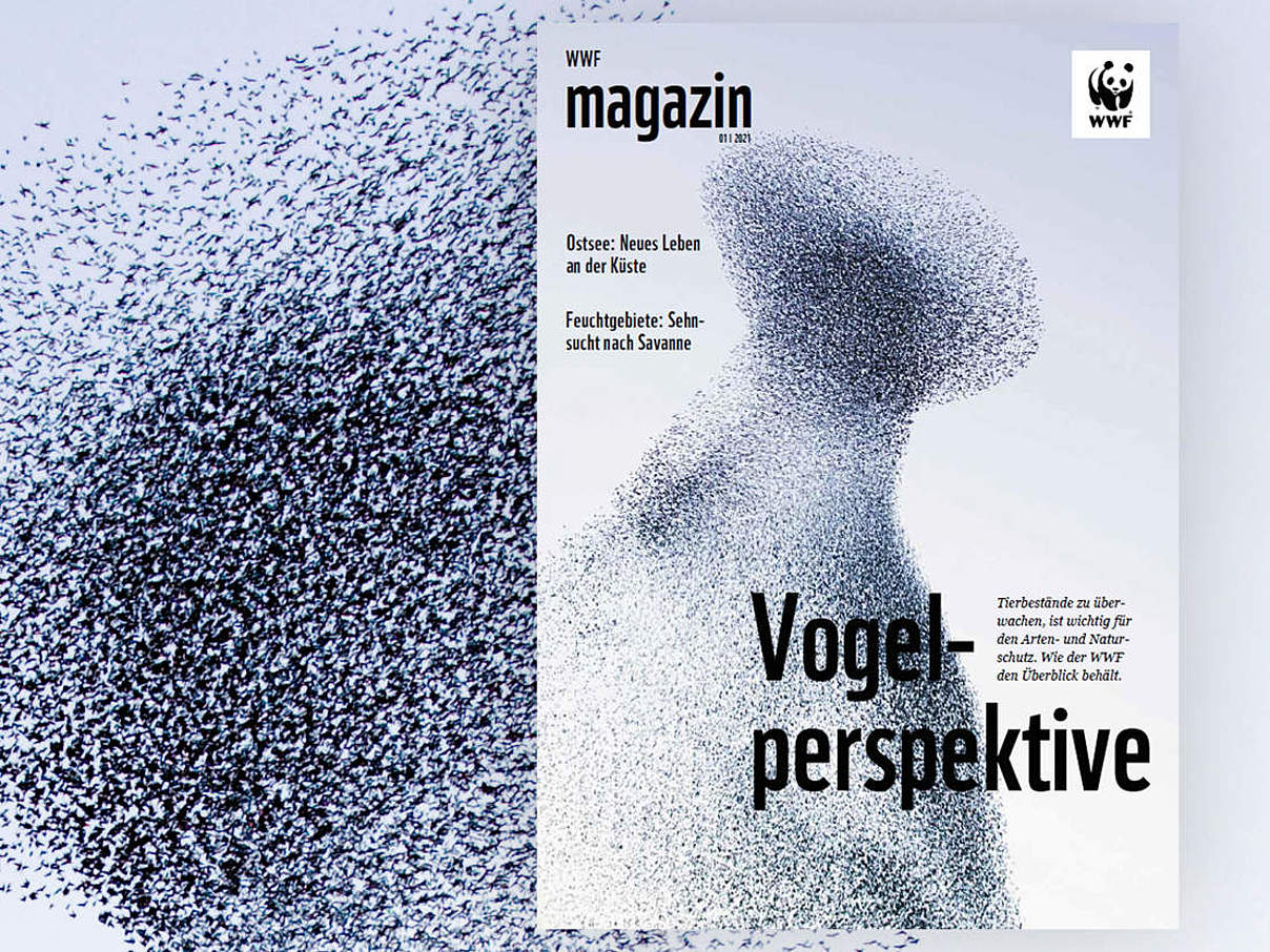 Cover des WWF Magazin 01/2021: Artenmonitoring © R. Glen/OKAPIA/ARDEA