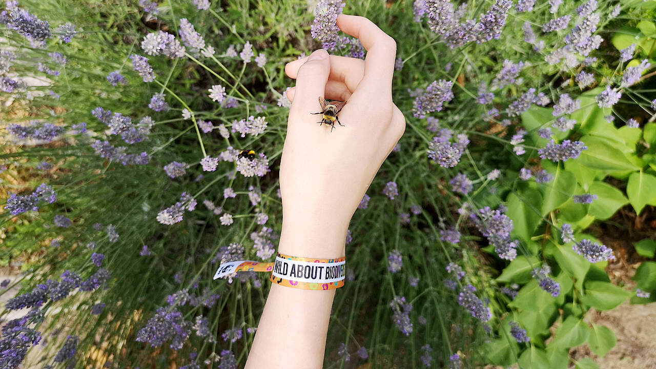 WWF-Armband: Wild about Biodiversity am Arm zu sehen mit einer Hummel