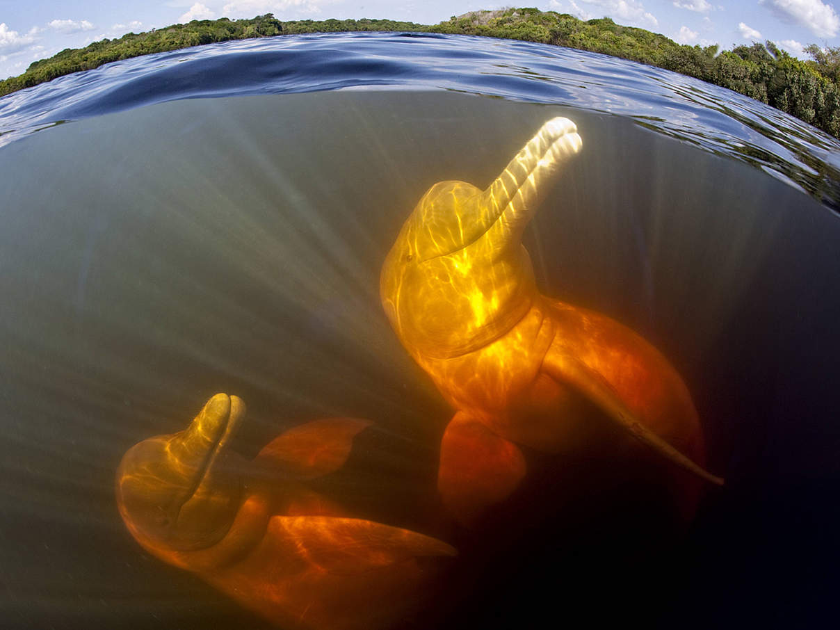 Amazonas-Flussdelfine unter Wasser © IMAGO / Nature Picture Library