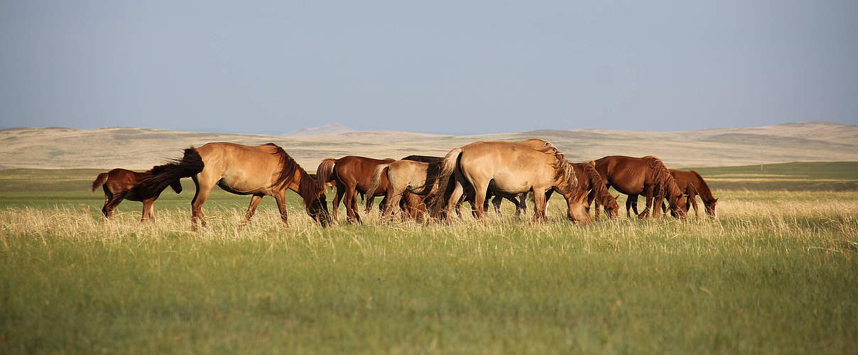 Daurische Steppe © Munkhchuluun / WWF Mongolia