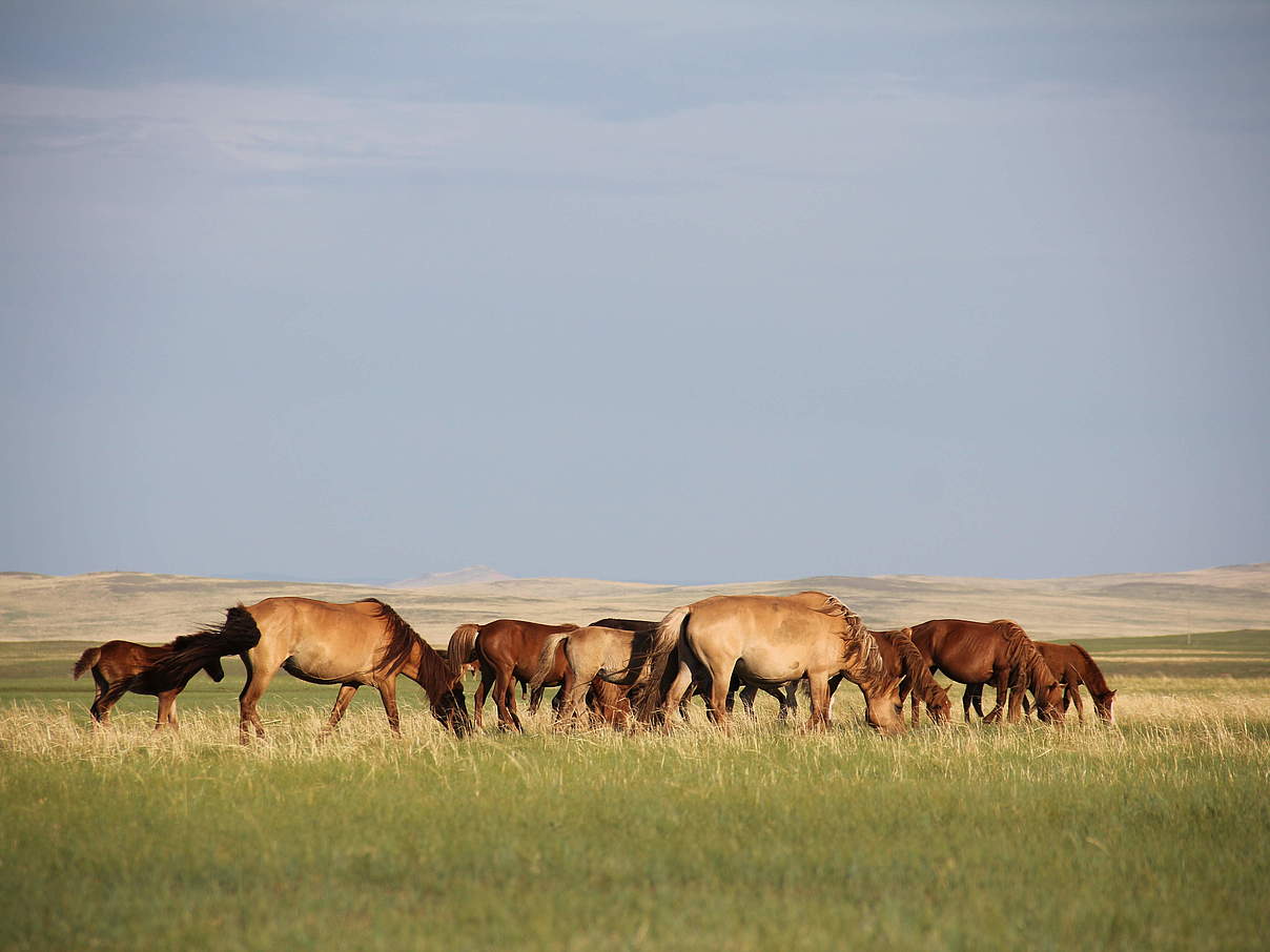 Daurische Steppe © Munkhchuluun / WWF Mongolia