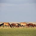 Daurische Steppe © Munkhchuluun / WWF Mongolia