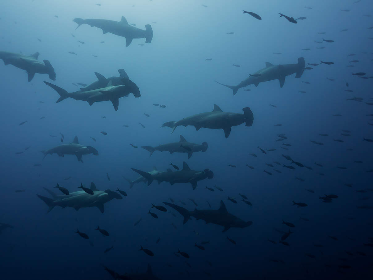 Gruppe von Hammerhaien © Daniel Versteeg / WWF