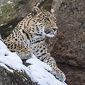 Kaukasus-Leopard © Ola Jennersten / WWF-Sweden