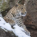 Kaukasus-Leopard © Ola Jennersten / WWF-Sweden