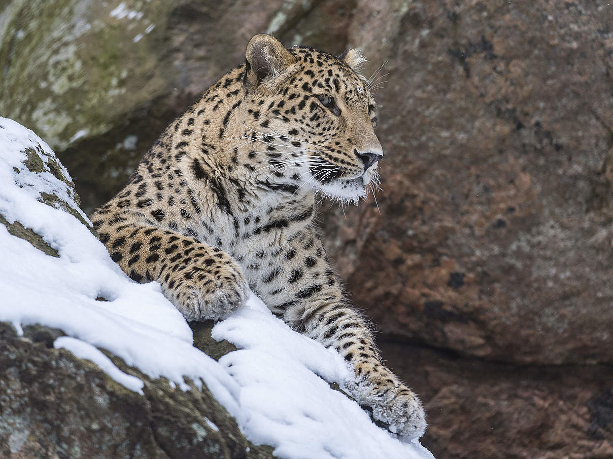 Kaukasus-Leopard © Ola Jennersten / WWF-Sweden