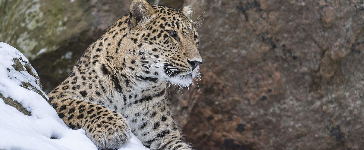 Kaukasus-Leopard © Ola Jennersten / WWF-Sweden