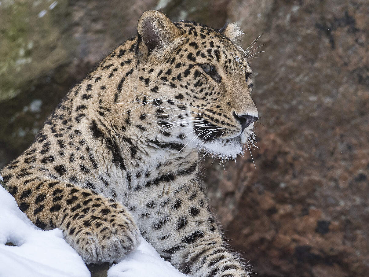 Kaukasus-Leopard © Ola Jennersten / WWF-Sweden