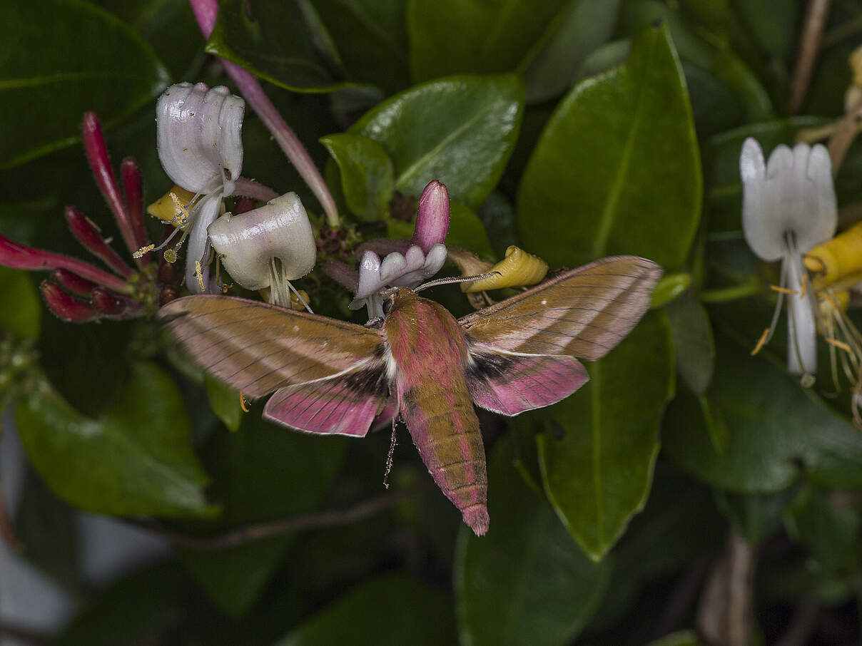 Mittlerer Weinschwärmer