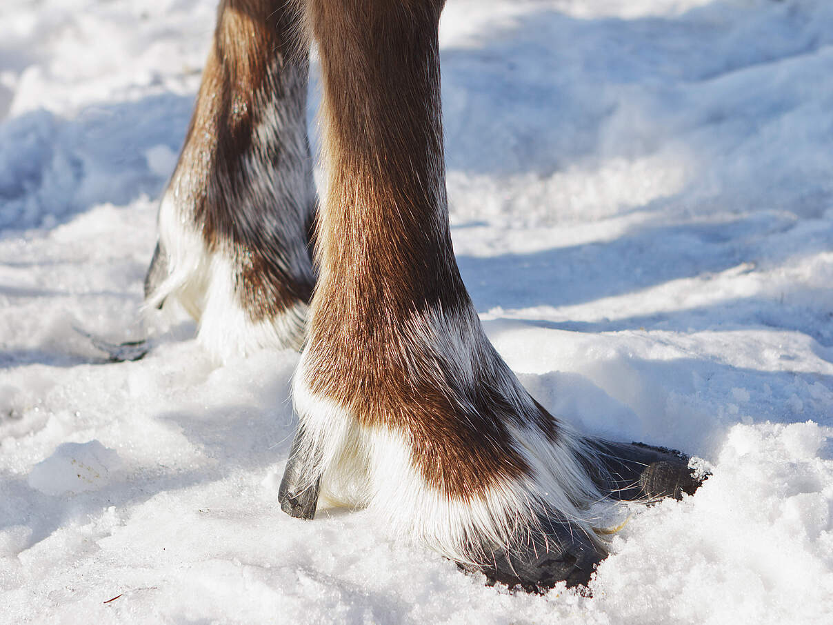 Rentiere haben breite Hufe 