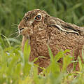 Feldhase © Naturfotografie Digital