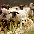 Herdenschutzhund © Peter Jelinek / WWF