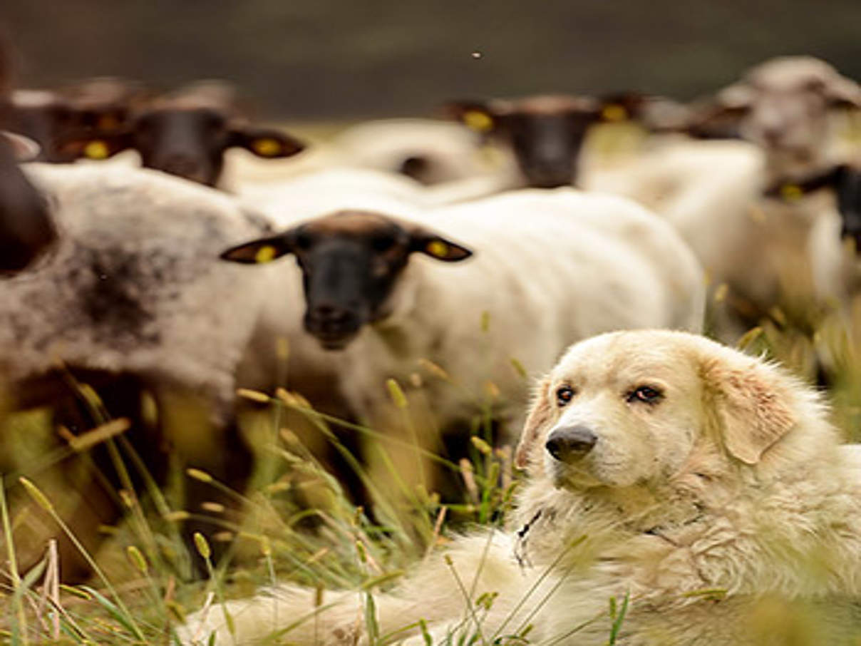 Herdenschutzhund © Peter Jelinek / WWF