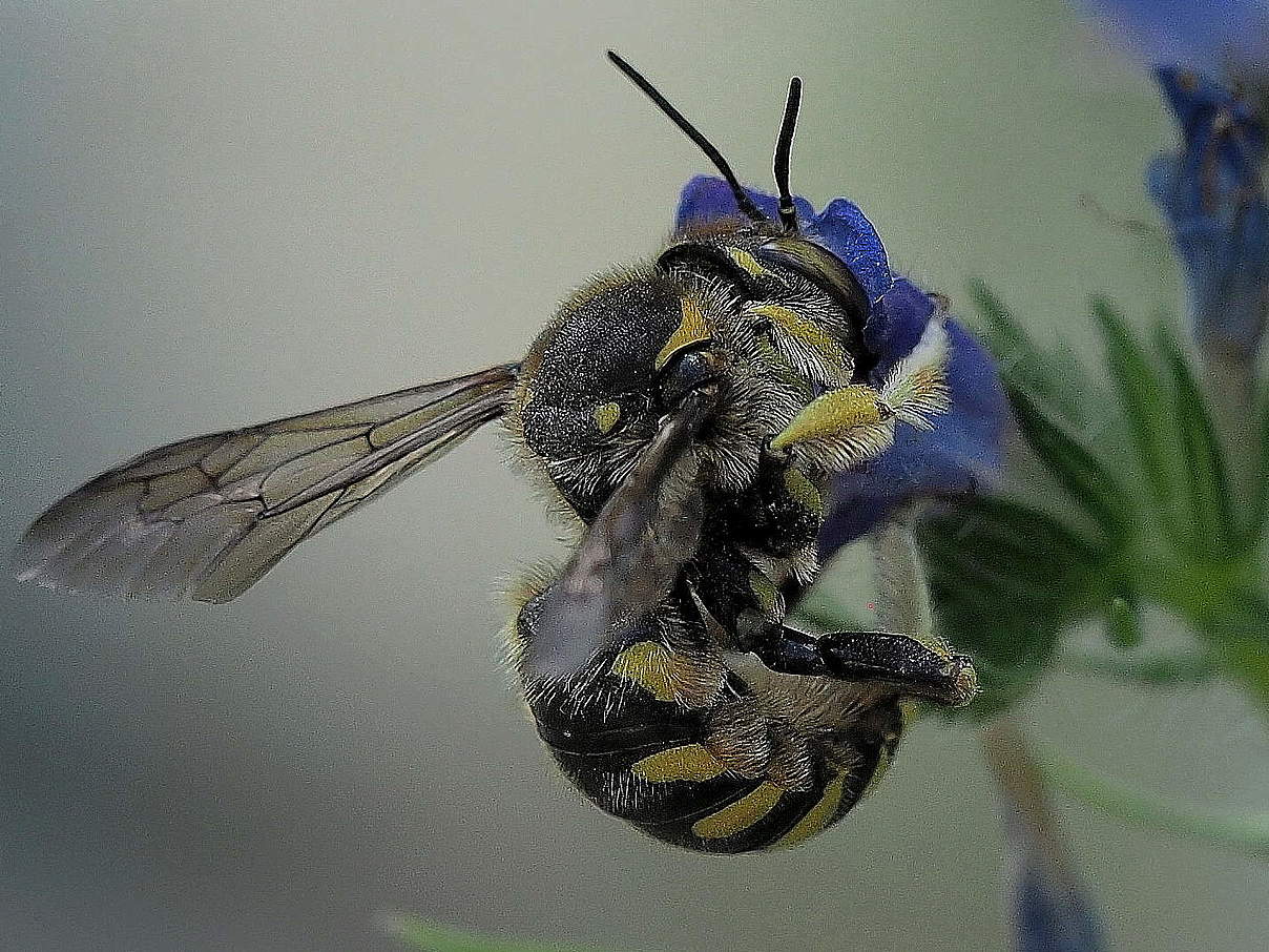 Eine Wollbiene (Anthidium florentinum) © Florian Lauer / WWF