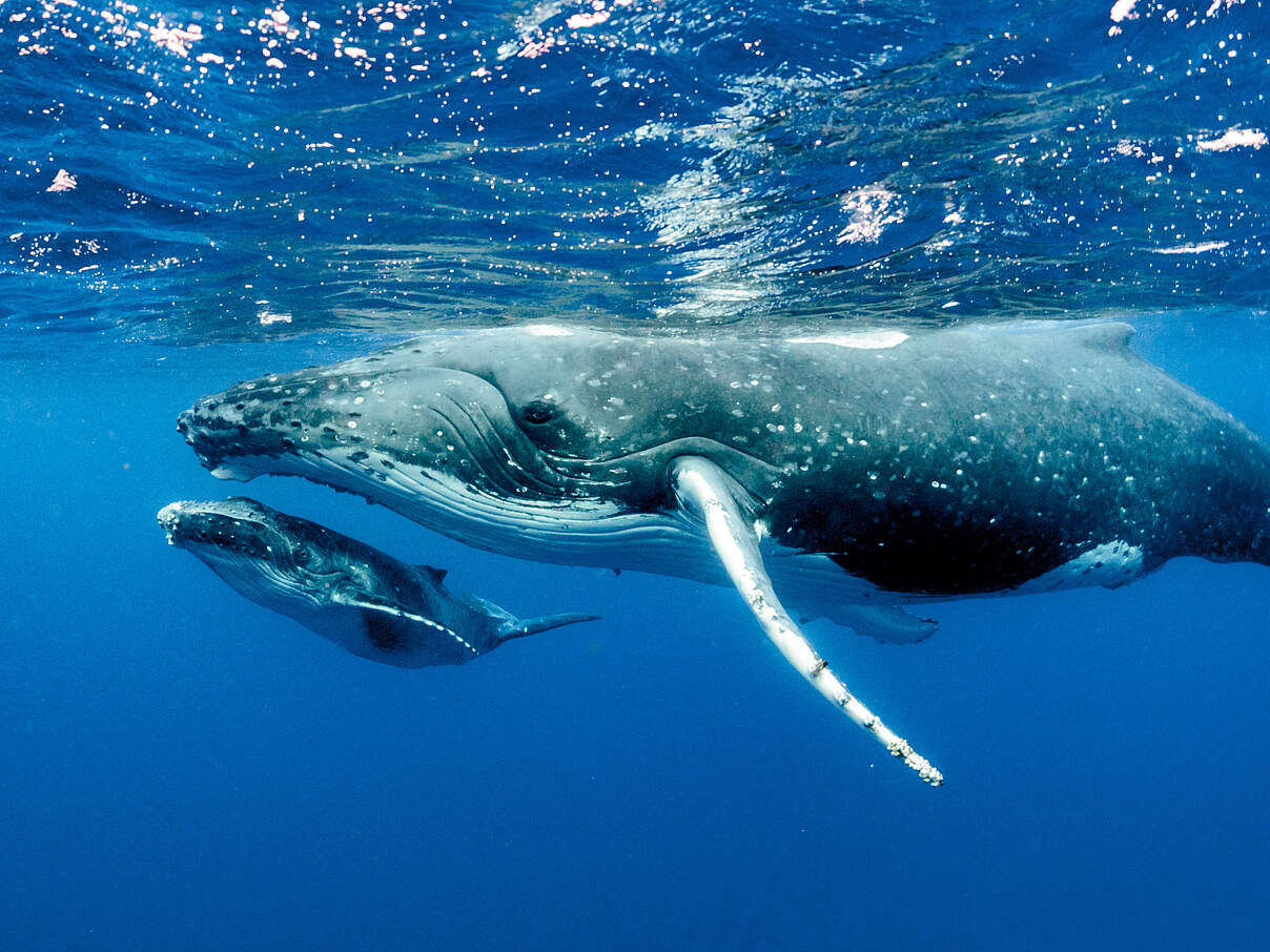 Buckelwal (Megaptera novaeangliae) mit Kalb