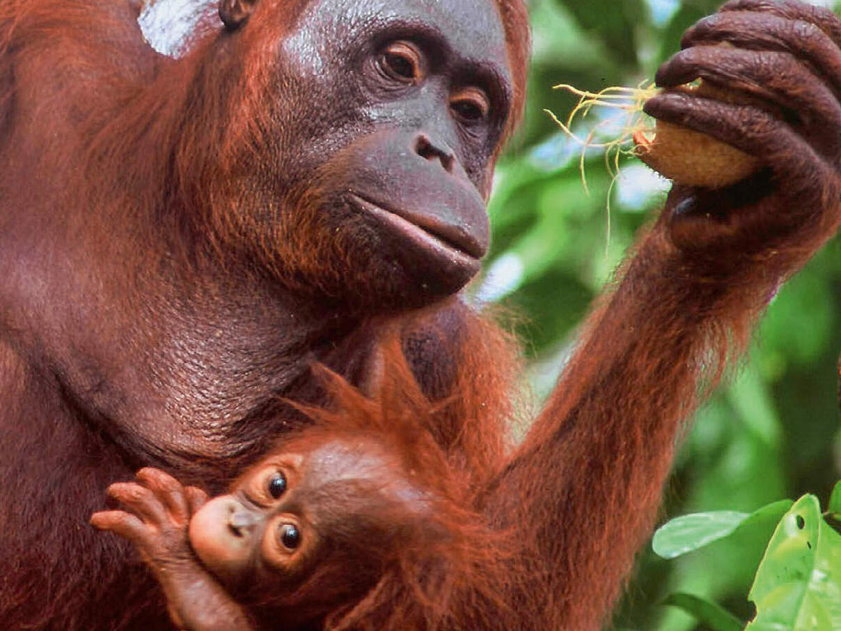 Geschenkurkunde "Orang Utan" © WWF