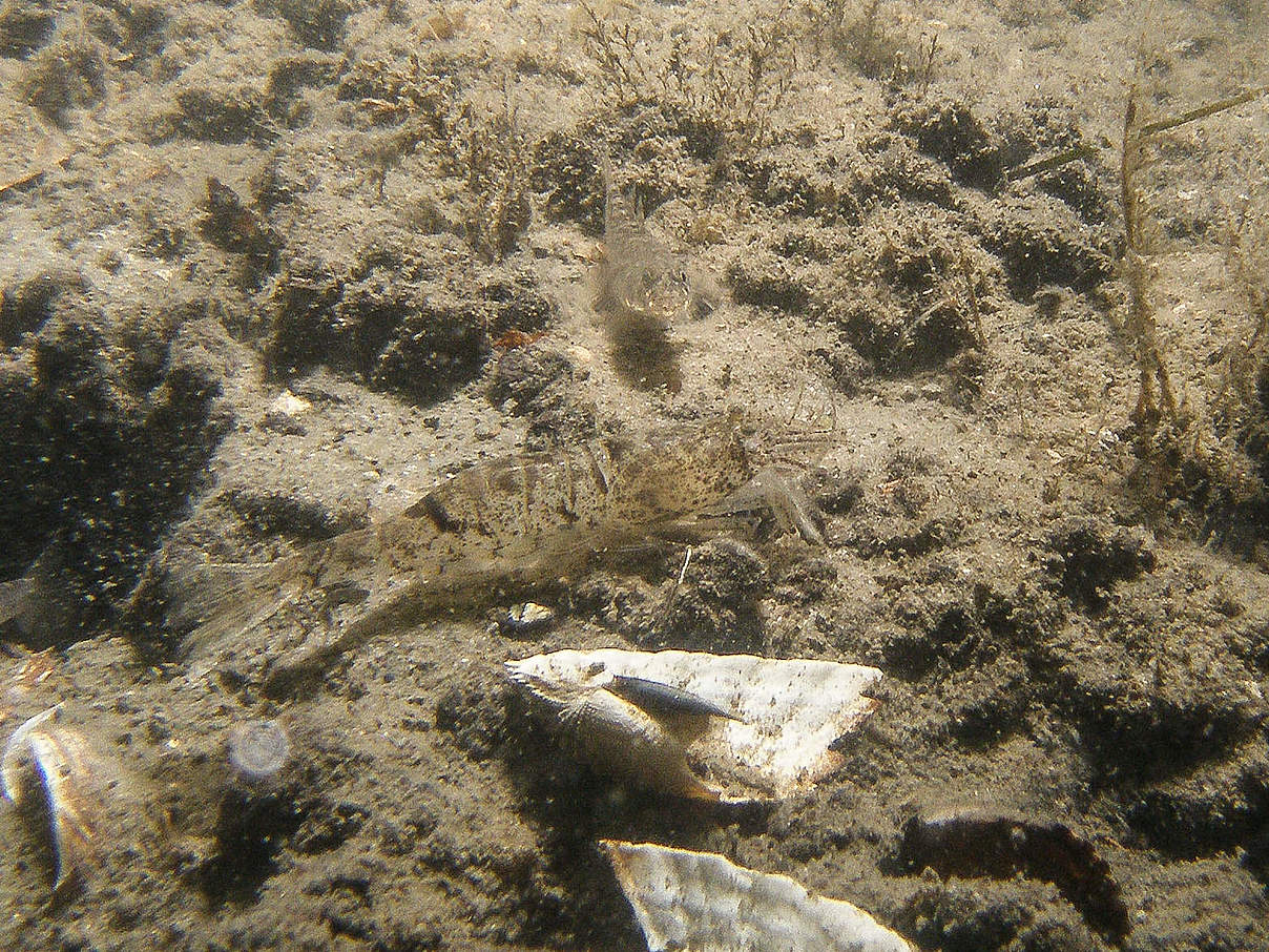 Nordseegarnelen sind sehr gut getarnt © Philipp Kanstinger