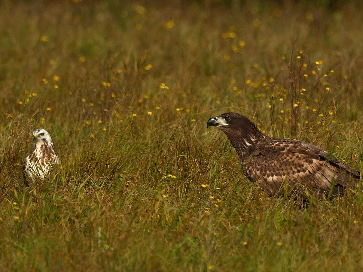 Zwei Seeadler © Peter Ibe