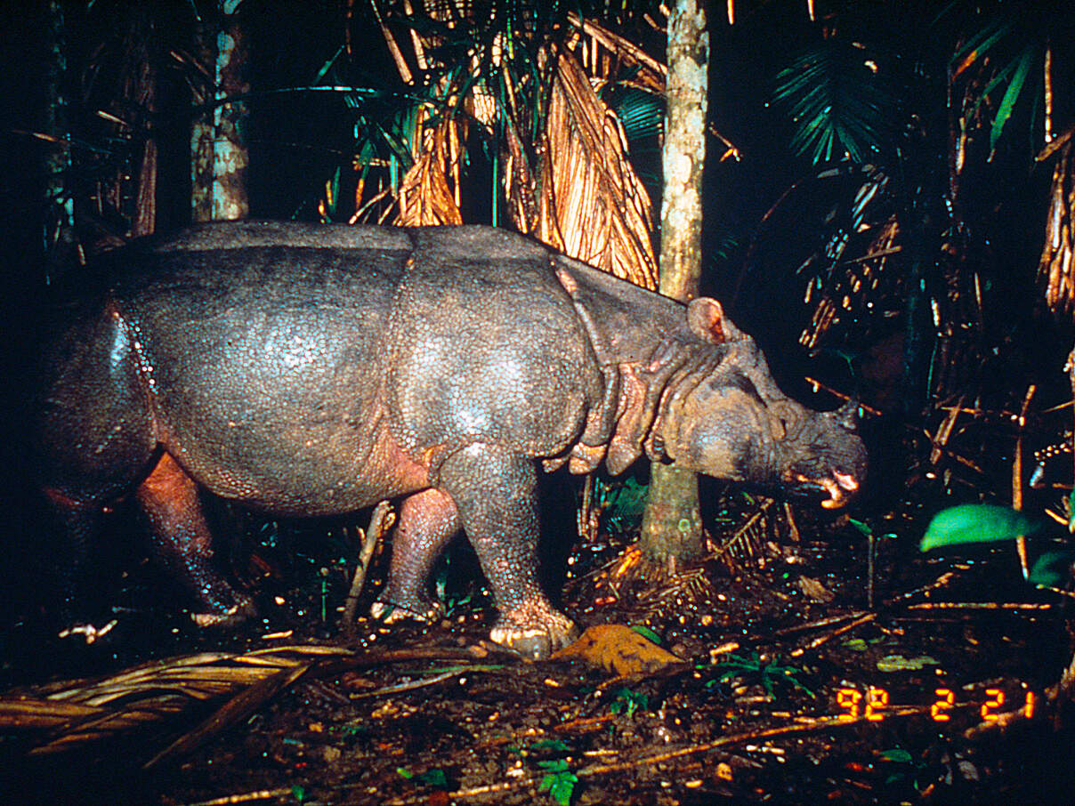 Kamerafallen-Aufnahme eines Java-Nashorns im Ujung Kulon National Park © Mike Griffiths / WWF