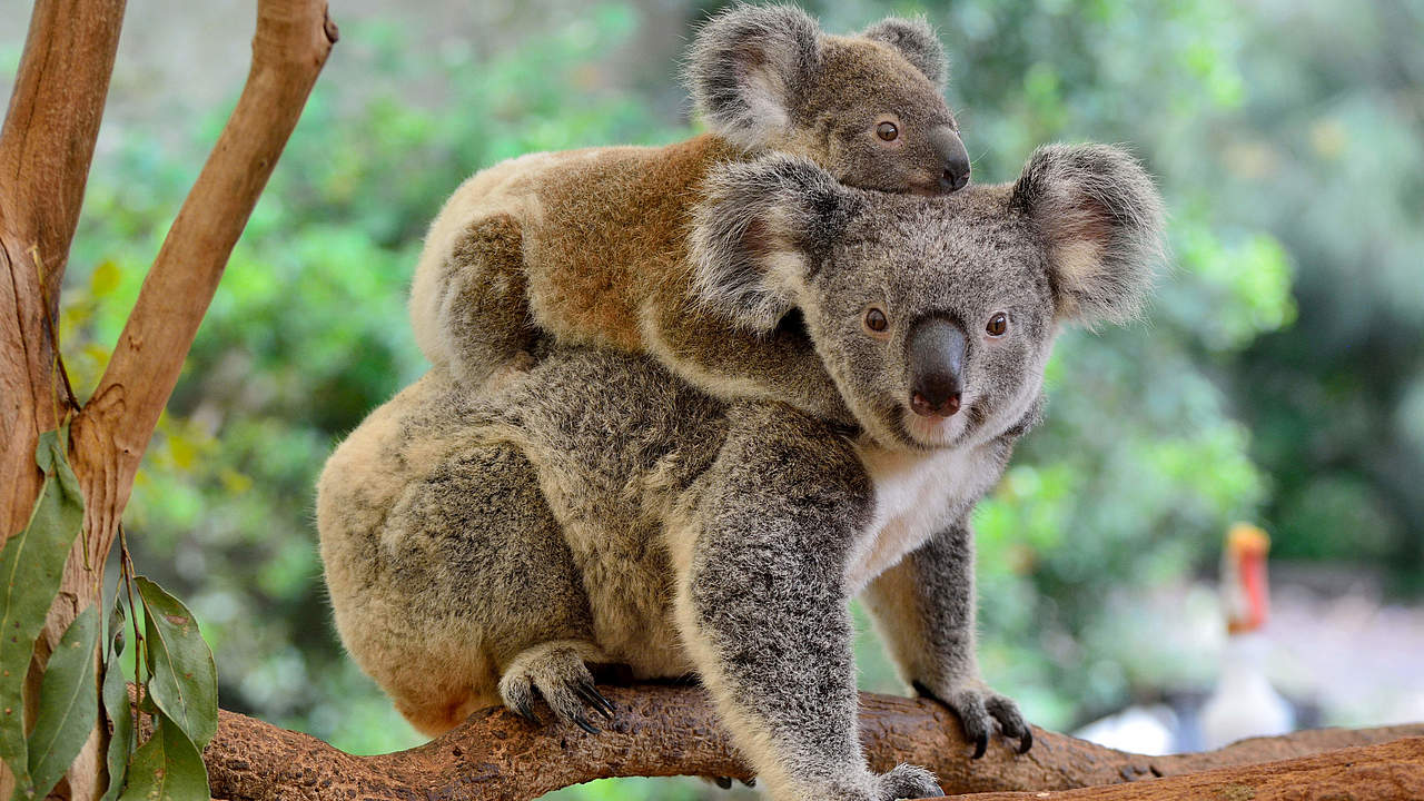 Koala Weibchen mit Baby © Shutterstock / Alizada Studios / WWF