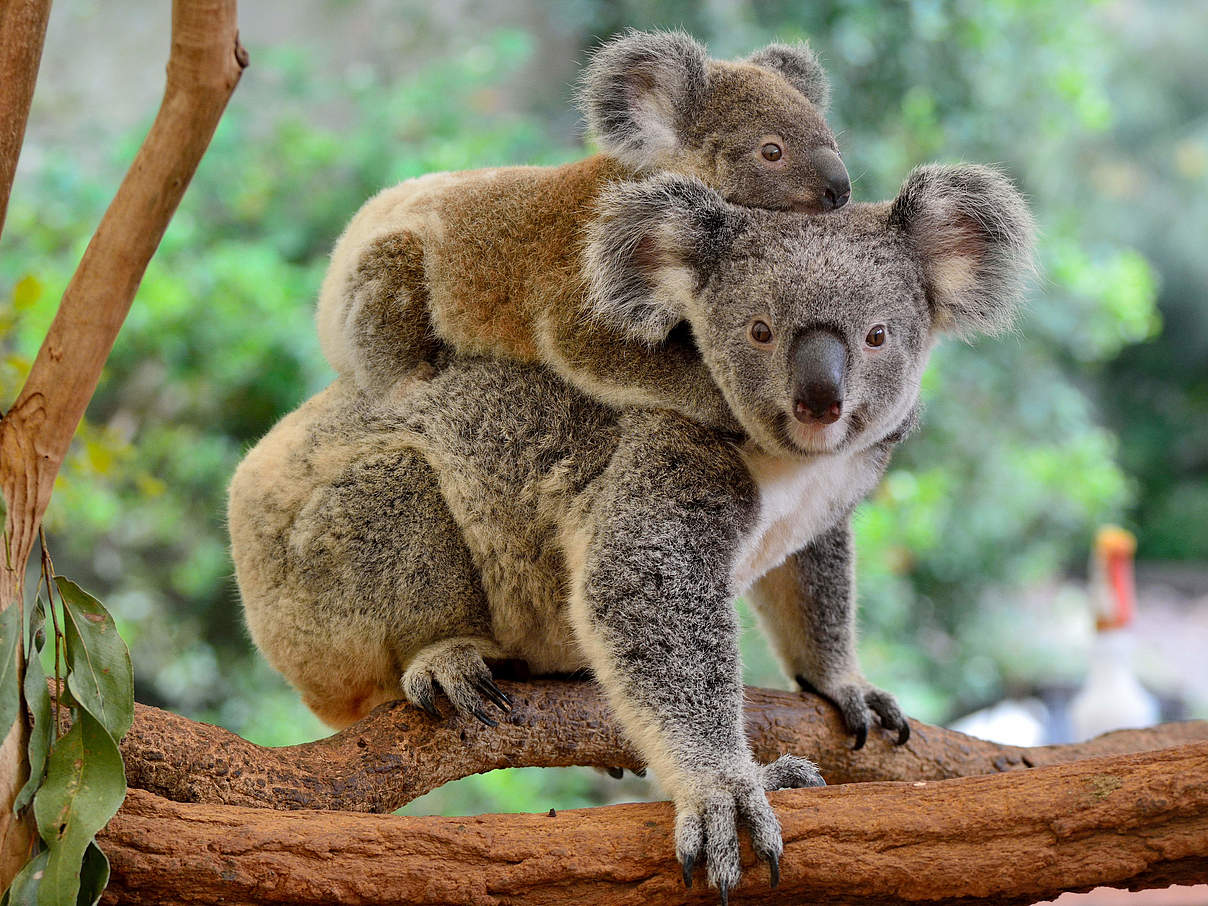 Koala Weibchen mit Baby © Shutterstock / Alizada Studios / WWF