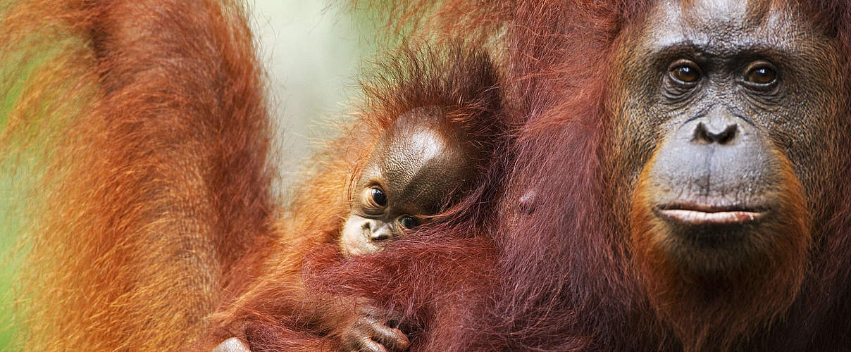 Orang-Utan Weibchen mit Nachwuchs auf Borneo © Fiona Rogers / naturepl.com / WWF