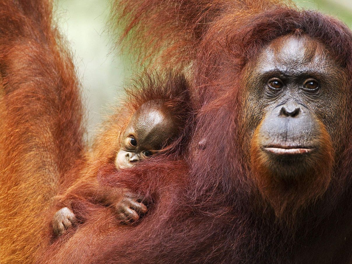 Orang-Utan Weibchen mit Nachwuchs auf Borneo © Fiona Rogers / naturepl.com / WWF